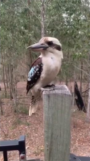 “This Laughing Bird Will Shock You! 😱 | Blue-Winged Kookaburra’s Crazy Call 🐦🌏.