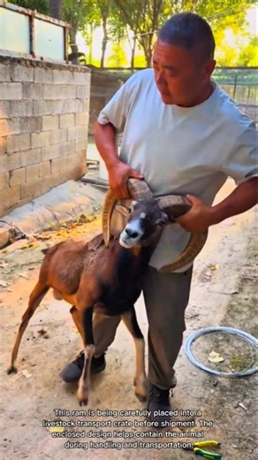 Why This Ram Is Loaded Into a Special Cargo Crate #rurallife #livestocklife #farming