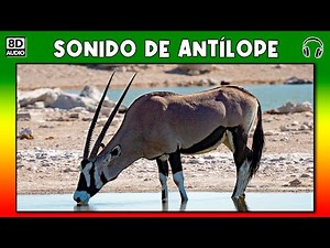 ANTELOPE SOUND