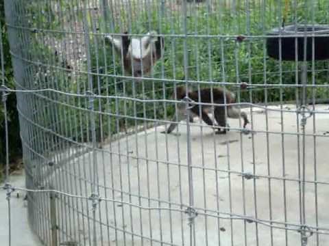 Monkey does a Backflip