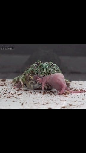 Green Asian frog eats pink mice | Insect Forest