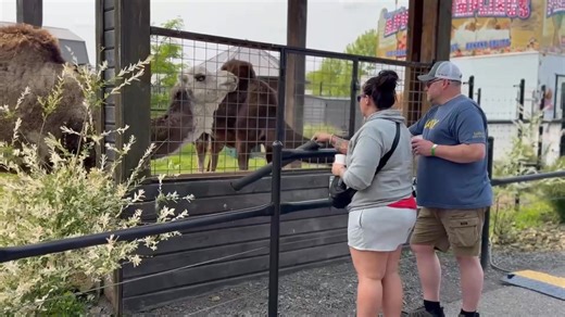 🍁🦒 Take a Walk on the WILD Side This Fall! 🦓🍂 Looking for the ultimate family adventure? Keystone Safari is the place to be! ✅ Feed giraffes, llamas, & barnyard animals ✅ Meet our silly sloths & waddling penguins ✅ Soar through the trees on our thrilling ziplines (open Saturdays and Sundays in September) ✅ Bounce on jumbo jumpers & mine for gems ✅ Say hi to Savannah, our adorable baby giraffe With fall colors, fresh air, and friendly animals, there’s something for everyone to enjoy! 🌟 Plan 