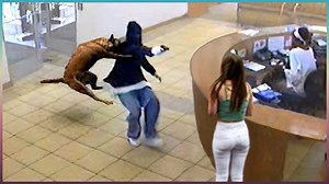 35 Hero Animals that Saved Human Lives - 1Funny.com