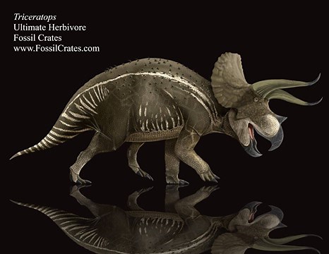 Triceratops, one of the most iconic dinosaurs ever discovered! 30' long, 10 tons, with an 8' skull armed with 3' brow horns, a nose horn, and huge neck shield, this may have been the ultimate herbivore! Buy the Triceratops double-rooted tooth cast on the Fossil Crates website!! https://www.fossilcrates.com/collecti... The Ultimate Herbivores crate contains casts from 5 Awesome Herbivores! Teeth casts from: Camarasaurus – Goofy grinned Jurassic Giant Triceratops – a dinosaur that needs no introdu