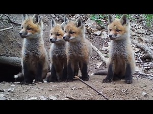 Family of cute foxes caught on trail cameras