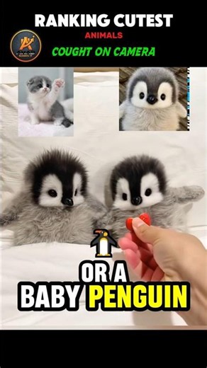 Ranking The Cutest Animals Ever Caught On Camera! 🐾😍