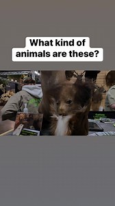 What kind of animals are these? Collins' Lowcountry Hunt Club has these at the Great American outdoor show and they definitely catch your eye! 😂😂 Booth #5804: #huntingseason #hunting #huntgram #deers #deerhunting #whitetaildeer #deercamp #hunters #outdoors #Hunter #bucks #buck #ohio #huntinglife #deerseason #deer #deerseason2022 | Hunting On The Edge