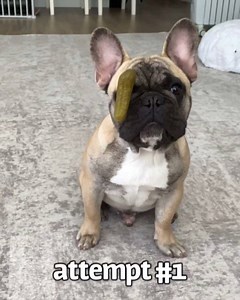 marty vs the pickle #picklechallenge #challengeaccepted | Gus Gus In The City