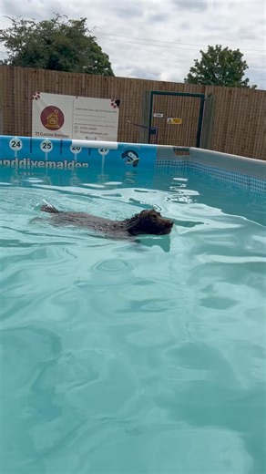 11yo cocker spaniel Morris simply adores swimming and catching splashes 🐾💕💦🇬🇧 | Canine Dip and Dive Maldon