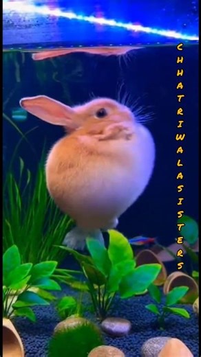 “Fluffy Rabbit Fish Goes Swimming! 😂🐰🐟”