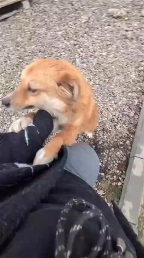 Pfotenhilfe Mogli on Instagram: "Patin gefunden ❤️❤️ Wir haben es nun heute geschafft einen Zwinger frei zu machen 😀 Diese super lustige Hundedame die wir am Sonntag aus Vrancea mitgenommen haben durfte bereits einziehen 😀 da die anderen 4 krank sind fühlt sie sich natürlich gerade noch etwas einsam. Das wird sich aber bestimmt bald ändern. Sie steckt voller Lebensfreude und will nun ganz viel Aufmerksamkeit 😀 Sie war ja nur kurz in der Klinik weil der Fokus an diesem Tag auf den schwer krank