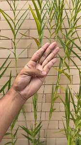 3.3M views · 24K reactions | doing these 4 exercises for 5 minutes is better than running for 1 hour in the morning. | Pepper tips | Facebook