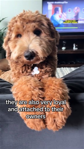 Adorable Goldendoodle Puppy Training Tips and Tricks