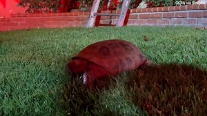 TURTLE RESCUED🐢: "Kevin" chills on front lawn after being rescued from house fire by fire crews. bit.ly/47hKqGX | WFLA News Channel 8