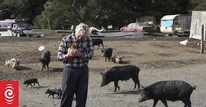 Pig Man: a short documentary