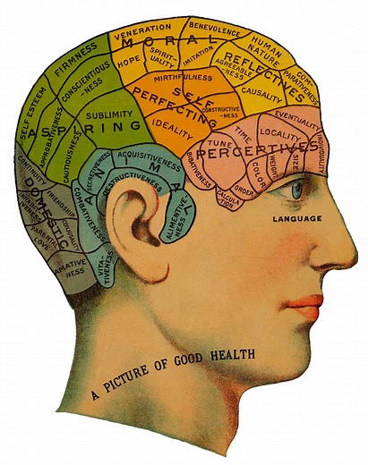 Phrenology: The Study of Skull Shape and Behavior