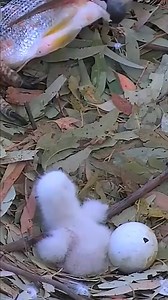 152K views · 2.2K reactions | #Reels #Trending #Viral #Eagle #naturephotography #photography #canonphotography #photochallenge #photooftheday #baldeagle #baldeaglephotography #yourshotphotography #yourshotphotographer #regal #majestic | Video Eagle | Facebook