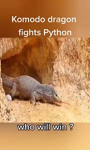 128K views · 628 reactions | The Komodo dragon is determined to risk its life with the giant python to protect its cubs. | Family Storm Stories | Facebook