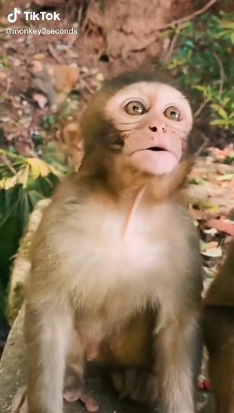 #monkeybaby #funnymonkey #monkey