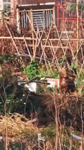 1.9K views · 13 reactions | Pet Island on Reels | Facebook