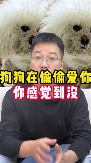华哥带你养狗 on TikTok