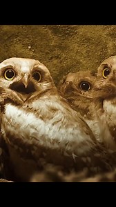 145K views · 1.5K reactions | Today's creature: The Burrowing Owl黎...