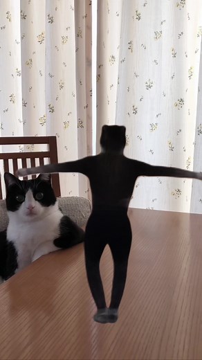 🕺 #cat #funny #tiktok