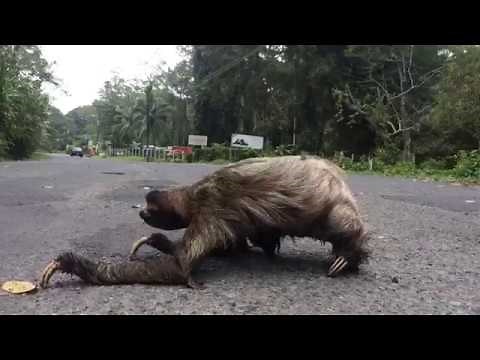 sloth crossing a road - super creepy!
