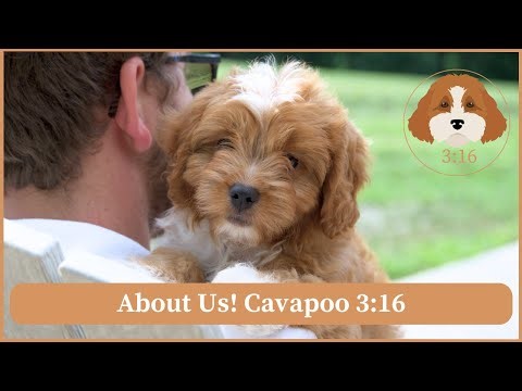 Cavapoo 3:16 Loving Cavapoo Breeder! | About Us!