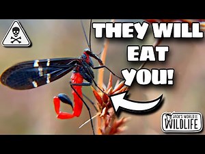 The DARK SECRET Behind SCORPIONFLIES!