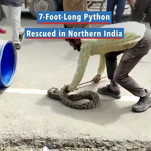 A 7-foot-long python was rescued from a tent house in India's northern Etawah town, on September 1, 2022. The python was spotted by workers at the house. They called a snake catcher who advised them to catch the python and put it in a drum. He then joined them at the house, took the snake and later released it in a forest. The python is a constricting snake that is widely found in India, and it is known to be a non-venomous snake. (Reuters) | Voice of America