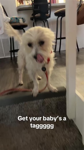 Get your furbaby a tag today by using my referral link to @Crumb https://crumb.pet/refer/120a319f-59df-4a7a-a2eb-5c20d6b0d4eb #dogmom #blackdogsoftiktok #cairnterrier #jackrussellterrier #fyp