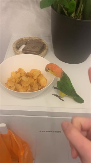 #parrot #caique #funny | Parrots