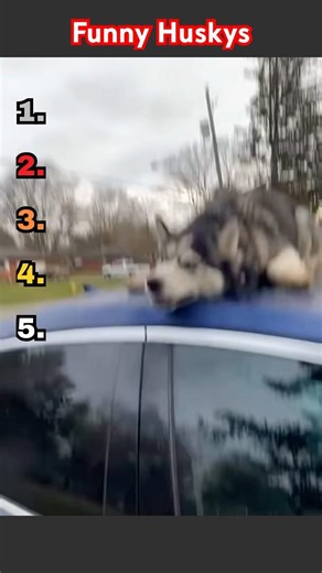 Funny Husky Moments😂 #funny #viral #shorts