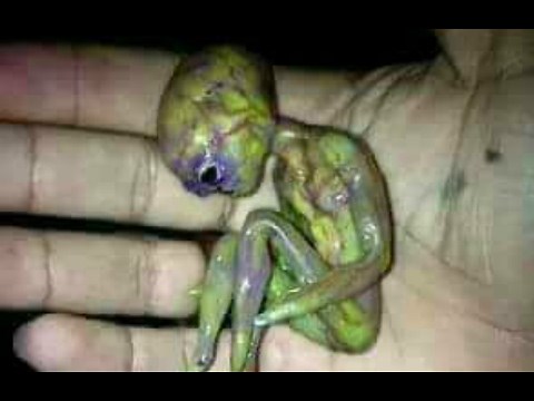 Abandoned Newly Born Grey Alien Found ► Baby Alien Found