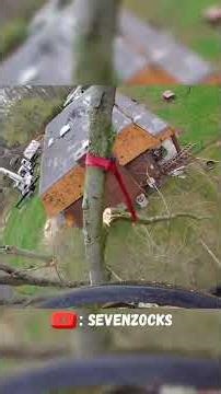 Perfect Technique for Dangerous Branch Removal #TreeService #HeavyEquipment #Shorts