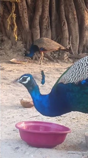 Tuk tuk sound 🦚🦚💯🤗#shortsviral #peacock #birdingparadise #birdsong #beatifulnature #shortsviral