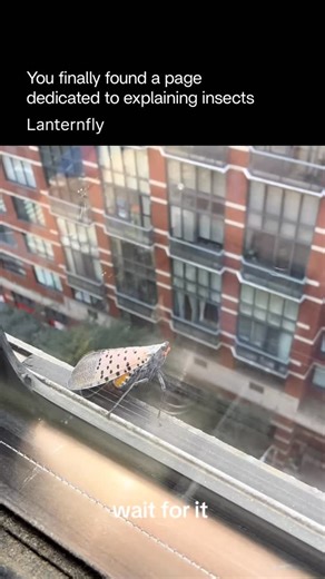 Explaining Insects 🦋 on Instagram: "Lanternflies are plant-feeding insects belonging to the planthopper group. Despite their name, they don’t glow—the term “lantern” comes from the odd, bulb-like shape on the heads of some species. Key traits: • Sap suckers: They feed by piercing plants and drinking sap, which can weaken or kill vines and trees. • Striking colors: Many have bright reds, yellows, blues, or patterned wings used to startle predators. • Wing display: At rest they look plain, but wh