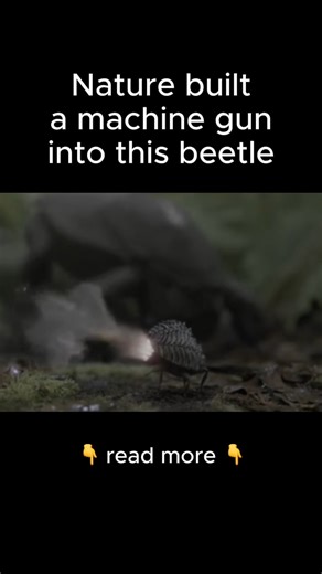 This bug shoots 500 explosions per second 🐞🔥