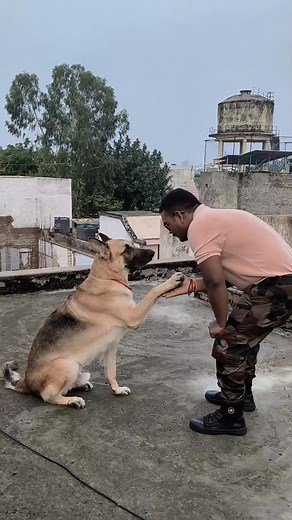 147K views · 3.2K reactions | German shepherd Bruno Training #germanshepherd #germanshepherdsofinstagram #germanshepherdpuppy #gsdofinstagram #gsdpuppy #gsd #gsd #dogtraining #dogtrainer #dog #love #reels #viral #doglover #trendingreel | K9 Yadav Dog Training Centre Agra | Facebook