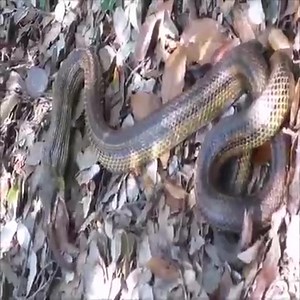 The giant python tried to swallow the lizard | Randolph's open 10 ball tournament | Facebook