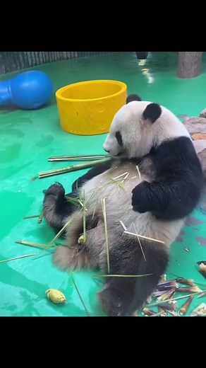 Adorable Baby Panda Compilation | Funny and Cute Panda Moments