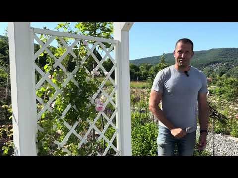 Rózsákról mindent( fajták, típusok, nyári metszés)