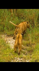 521K views · 4K reactions | Amazing Animal #animals #hunting #wildlife #wildlifephotography #animalswildlife #wildlife #animals #wonderful #life #foryou #picturesoflife #WildlifeBattle #PredatorVsPrey #AnimalHunt #WildlifeFootage #NatureClash | Fountain of Life Ministries International | Facebook