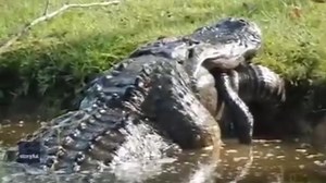 Giant Alligator Munches on Smaller, 6-Foot Alligator in Crazy Video