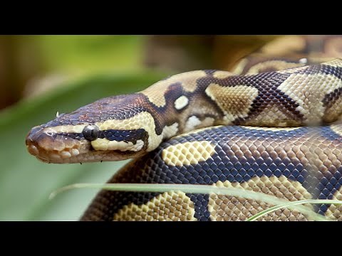 How to Set Up your Vivarium for an Adult Snake