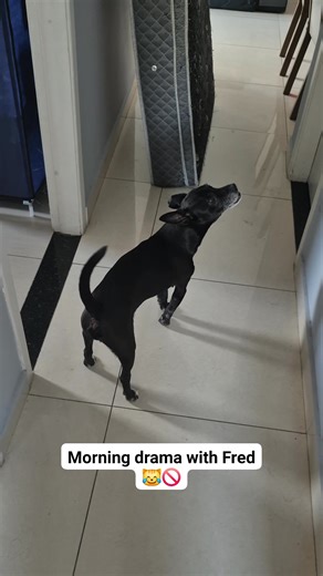 EN: Fred wakes up early and immediately starts gatekeeping the hallway — barking, side-eyeing me and refusing to let me pass because “mom goes first” 😹🚫💛 PT: Fred acorda cedo e já começa a proteger o corredor — latindo, me olhando torto e não deixando eu passar porque “a mamãe vai primeiro” 😂🐶💛 #OurLittleChaos #FunnyPets #pets #dogs #winter | Our Little Chaos