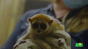 The scales don't lie, no matter what species you are. | Animal Planet