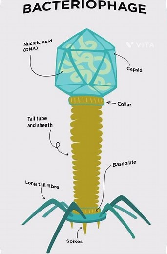 Structure of Bacteriophage