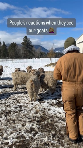 Every. Single. Time. 🐐= 🐑 No one ever told us that once we started raising angora goats - no one will ever believe us. 😩 No you can’t raise GOATS for HAIR?! You only raise goats for meat or milk. If you raise goats for hair, they’re actually sheep. Period. 🐐= 🐑 Every. Single. Time. It’s taken almost 20 years but we’ve come to the point where it doesn’t really bother us anymore and we’ve accepted it. 🥲 Heck no! I still burn with a fervor that empowers me to take every hard-won step in this 